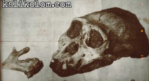 Ancient fossils: human skulls