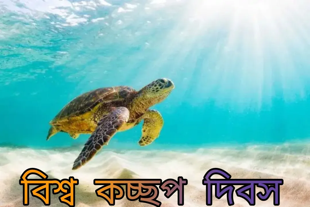 বিশ্ব কচ্ছপ দিবস 2022: 5টি সমালোচনামূলকভাবে বিপন্ন কচ্ছপের প্রজাতি বিশ্ব কচ্ছপ দিবস 2022