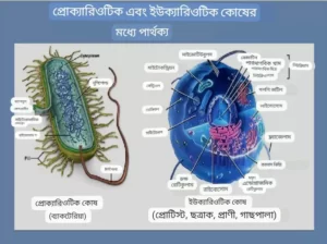 প্রোক্যারিওটিক এবং ইউক্যারিওটিক কোষের মধ্যে পার্থক্য