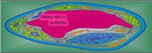 ছবি সৌজন্যে: www.image.slideharecdn.com