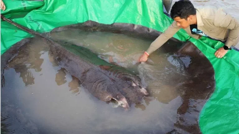 বিশ্বের সবচেয়ে বড় মিঠা পানির মাছ