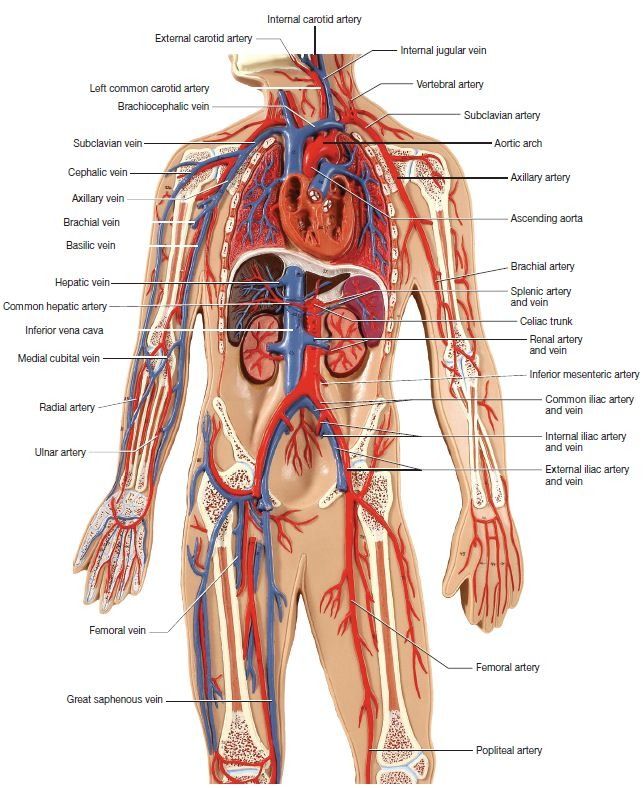 মানব শরীরের চিত্র - Human Body GK In Bengali