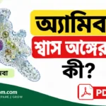 অ্যামিবার শ্বাস অঙ্গের নাম কী? (Respiratory Organ of Amoeba) অ্যামিবার শ্বাস অঙ্গের নাম কী?