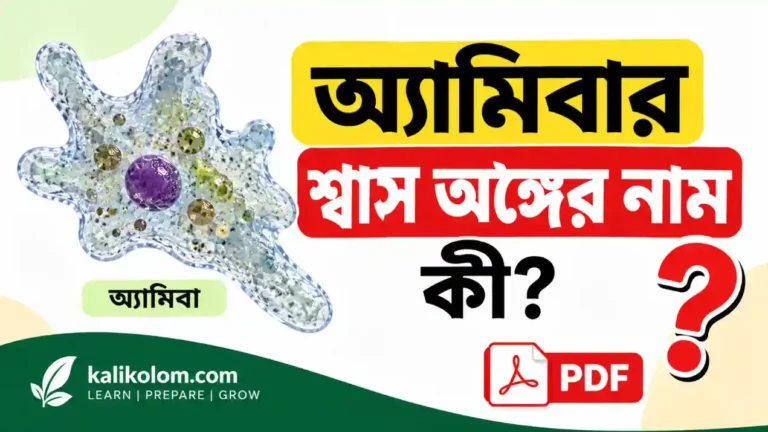 অ্যামিবার শ্বাস অঙ্গের নাম কী?